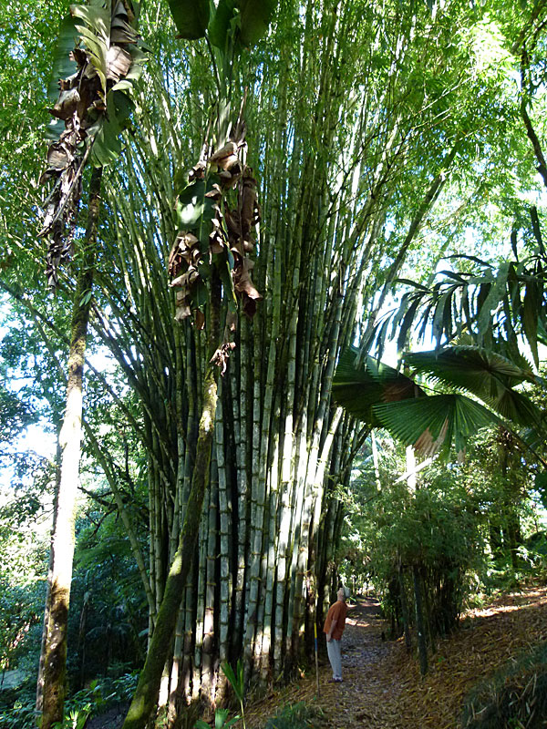 Bamboo - perspective