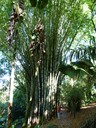 Bamboo - perspective