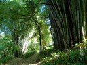 Bamboo Grove