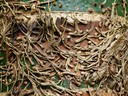 Bamboo Pattern