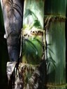 Bamboo Shadows