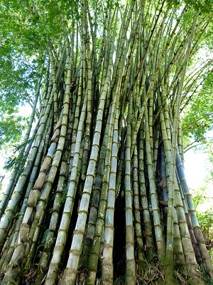 Bamboo Stand