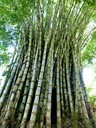Bamboo Stand