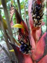 Heliconia Seeds