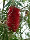 Bottle Brush and Bee