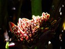 Bromeliad Flower