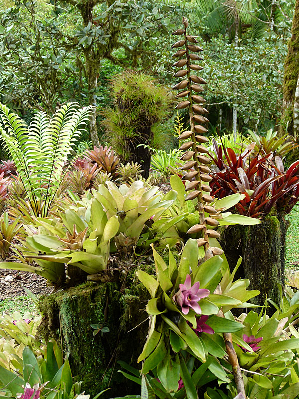 Bromeliad Group