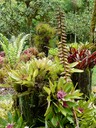 Bromeliad Group