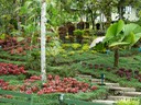 Bromeliad Garden
