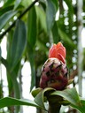 Bud in Bloom