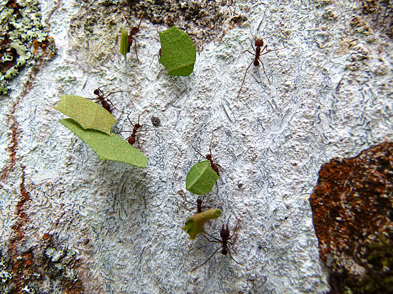 Cutter Ants