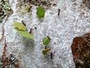 Cutter Ants