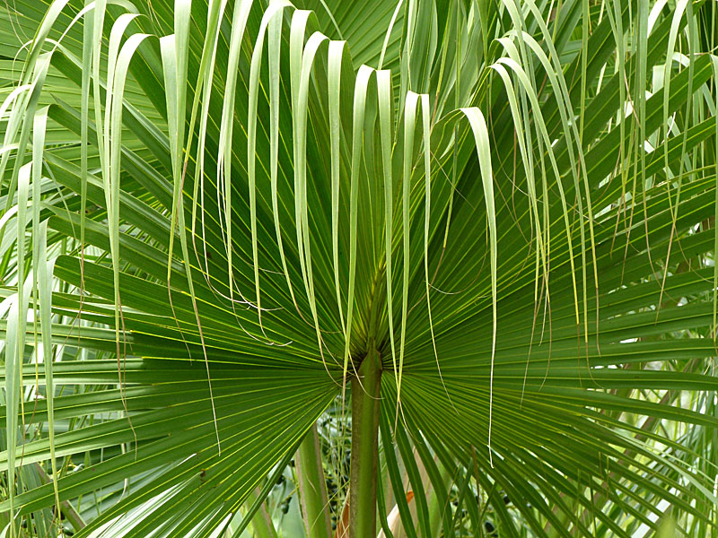 Drooping Palm