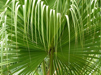 Drooping Palm
