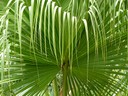 Drooping Palm
