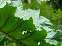Elephant Ear