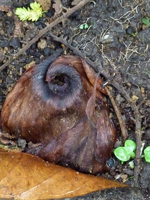 Forest Eye