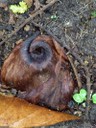 Forest Eye