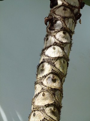 Eyelash Trunk