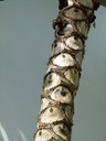 Eyelash Trunk