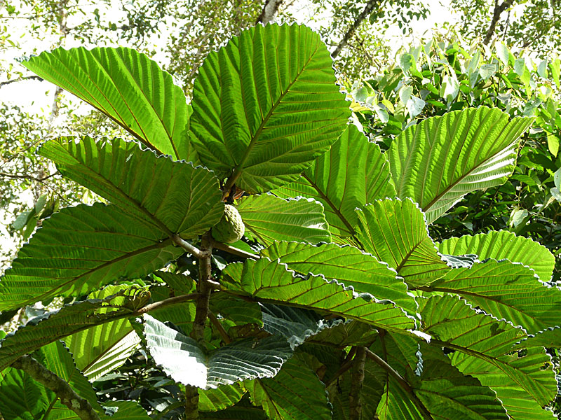 Fig Leaves and Fruits
