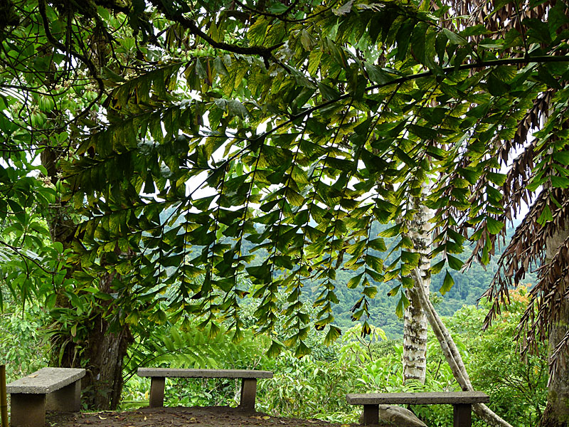 Fish Tail Palm at Overlook