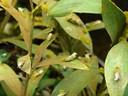 Flower Growing on the Leaf