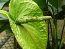 Heliconia Green