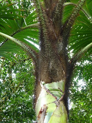 Hairy Thorn Tree