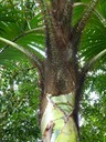 Hairy Thorn Tree