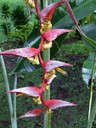 Heliconia Red