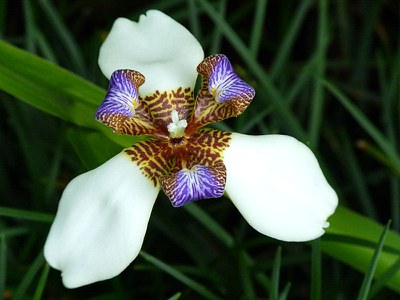 Iris