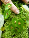 Micro Orchid 