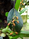 Micro Orchid