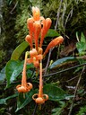Orange Flower