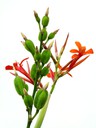 Orange Flower Green Pod
