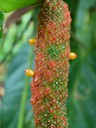 Orange Red Green Seed Pod