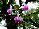 Orchids