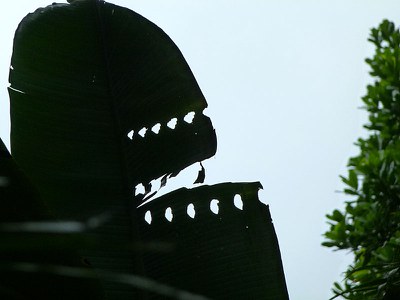 Pacman