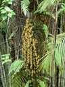 Palm Blooming