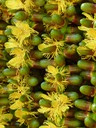 Palm Seed Blooming