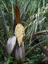 Palm Seeds