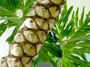 Philodendron Trunk