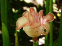 Pink Torch Ginger