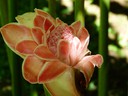 Pink Torch Ginger