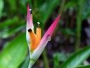 Purple and Orange Flower