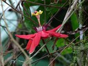 Red Crown Flower