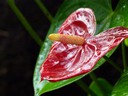 Red Heliconia