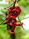 Red Twirls