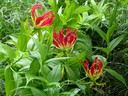 Red and Yellow Flowers